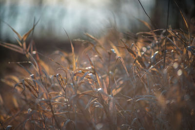 Close-up of wheat field