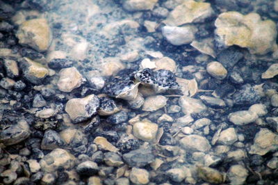 Close-up of stones in water