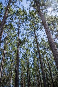 Low angle view of pine trees in forest