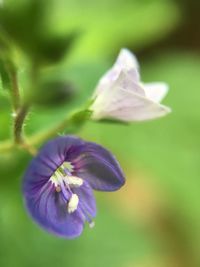 Close-up of flower against blurred background