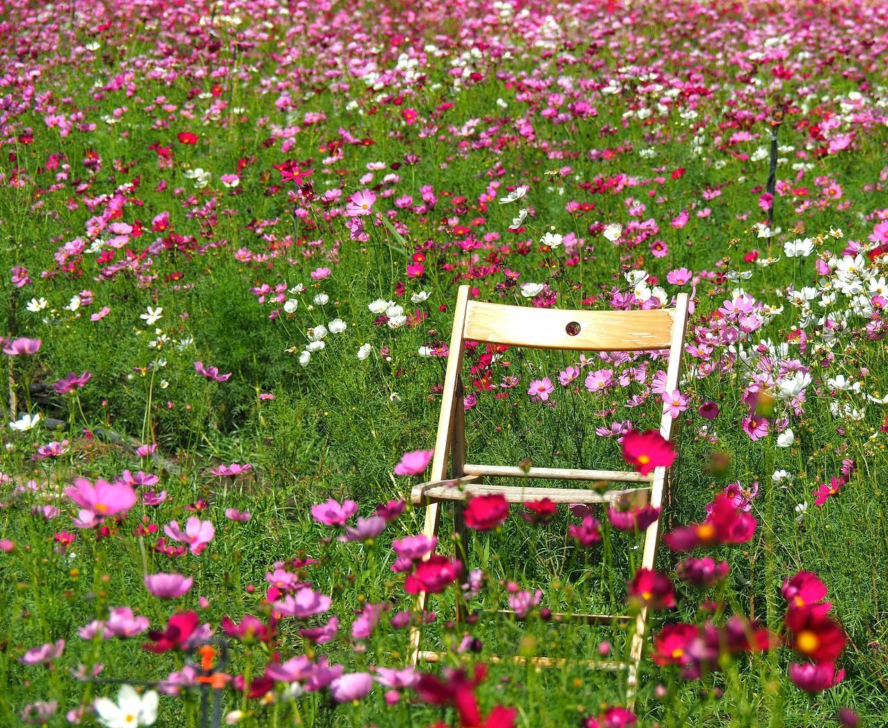 PINK FLOWERS IN GARDEN