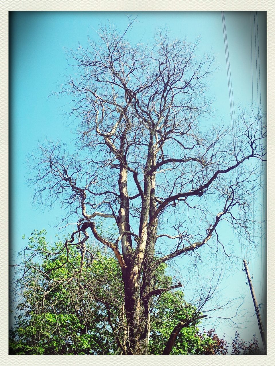 transfer print, auto post production filter, tree, low angle view, branch, blue, sky, growth, nature, bare tree, tranquility, beauty in nature, scenics, clear sky, day, tranquil scene, outdoors, no people, frame, tree trunk