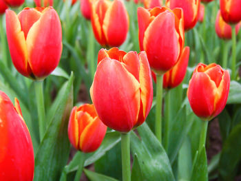 Close-up of red tulips
