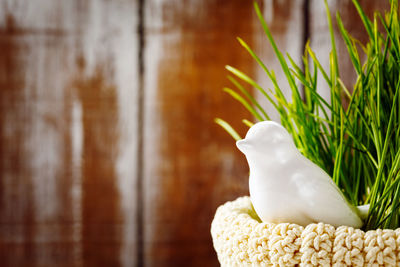 Close-up of white bird on table