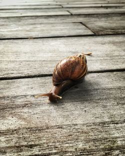 Close-up of snail on wooden table