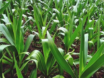 High angle view of plants growing on field