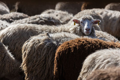 The sheep peacefully graze in the pen. a lot of beautiful lambs. the rays of the sun illuminate.