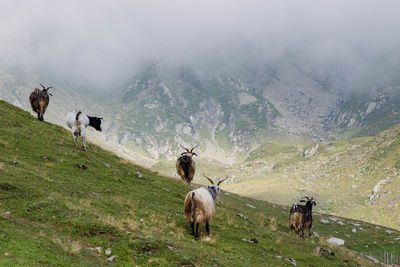 Goats on field against mountain