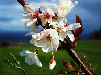 Close-up of white flowers blooming in field