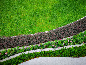 Top view image, green burmuda grass smooth lawn as a carpet , colorful flower and bush
