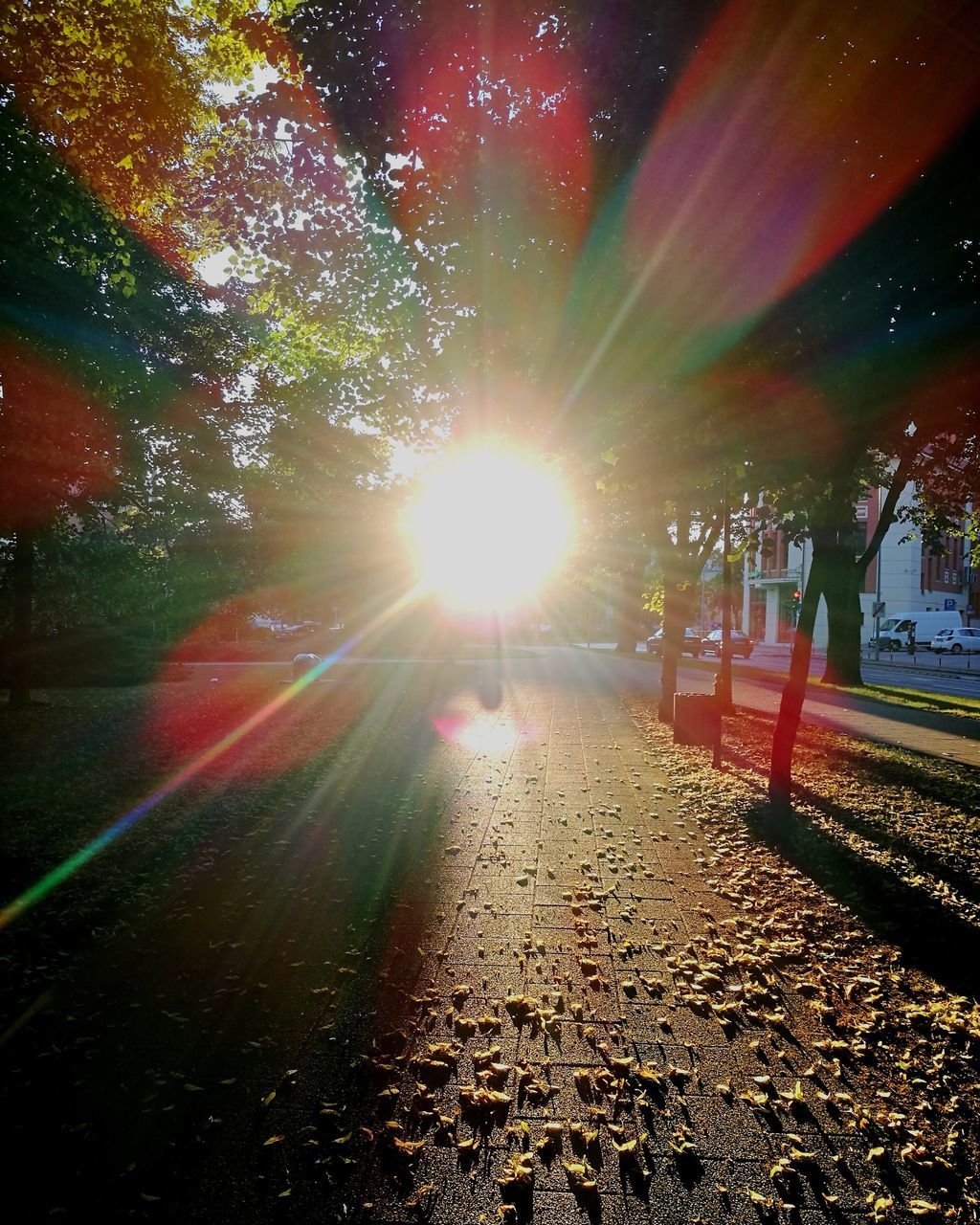 lens flare, sunlight, nature, sunbeam, sky, tree, autumn, sun, beauty in nature, falling, plant, outdoors, street, leaf, plant part, city, park, change, scenics - nature, day, bright