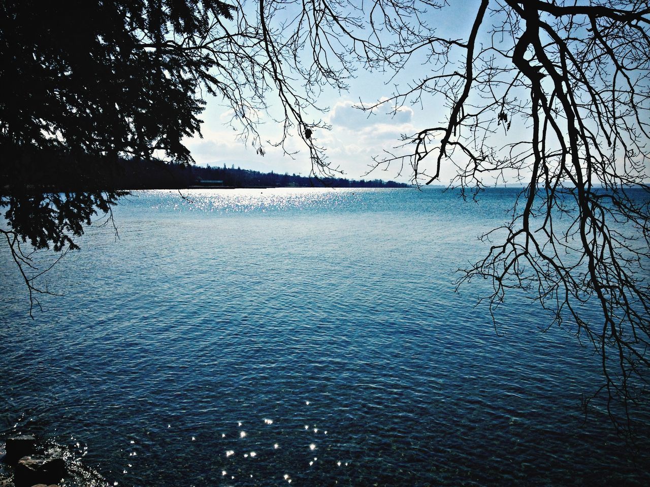 water, tree, tranquility, tranquil scene, scenics, rippled, branch, beauty in nature, bare tree, nature, waterfront, blue, sky, sea, clear sky, lake, idyllic, no people, outdoors, day