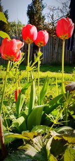 Close-up of red tulips on field