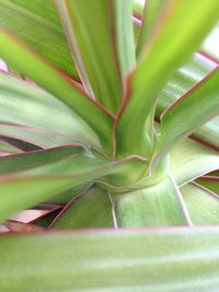 Full frame shot of green leaves