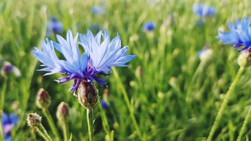 Close-up of purple flowering plant on field