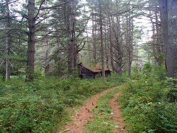 Trees in forest