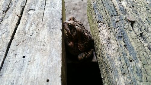 Close-up of lizard on tree trunk