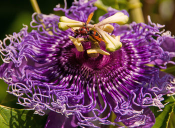 Close-up of purple flowering plant