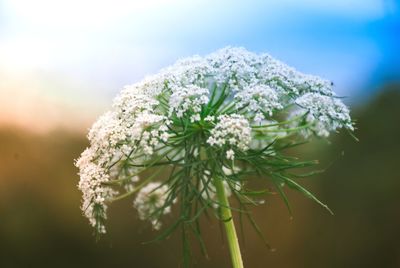 Close-up of white flowering plant