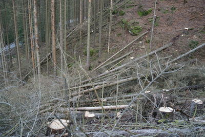 High angle view of trees growing on field