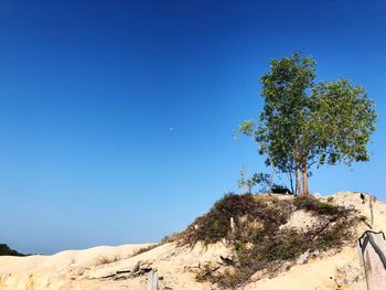 Tree by plants against clear blue sky