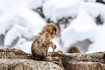 Close-up of baby japanese macaque