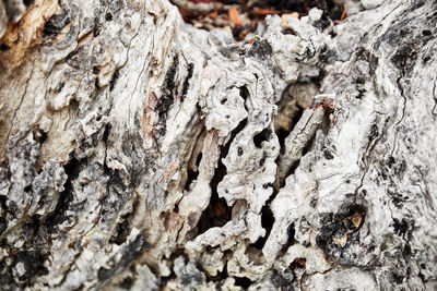 Full frame shot of tree trunk