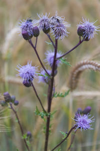 Close-up of purple flowering plant on field