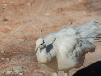 Wild white peacock, in the peacock forest plaka on kos greece