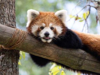 red panda
