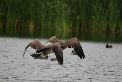 Canada geese  flying over lake