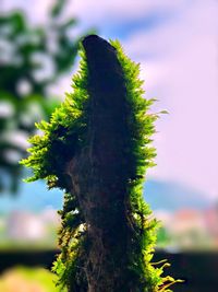 Close-up of moss on tree trunk