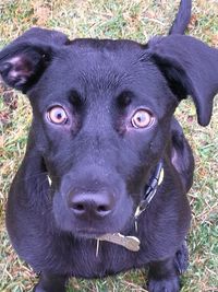 Close-up portrait of dog