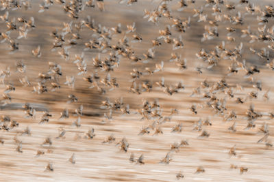 High angle view of birds on wood