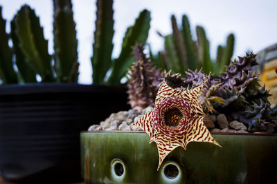 Close-up of succulent plant on field