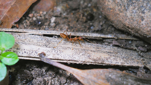 High angle view of ant on wood