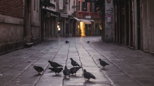 Pigeons perching on a street