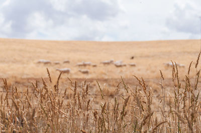 Crops growing on field against sky