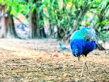 Close-up of peacock