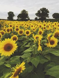 Sunflowers blooming on field against sky