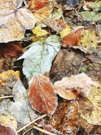 Full frame shot of dry maple leaves on land