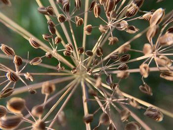 Close-up of dried plant