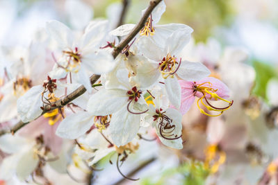 Close-up of white flowers on branch