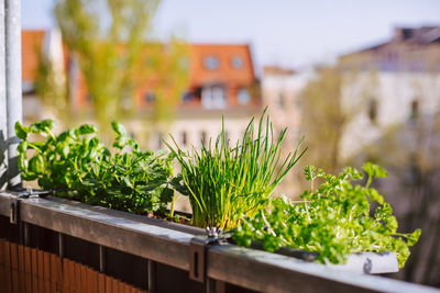 Herbs growing in balcony