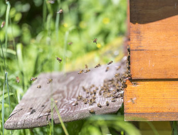 Close-up of bee on wood