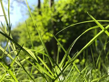 Close-up of green grass on field