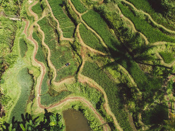 Scenic view of agricultural field