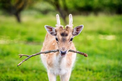 Portrait of deer carrying stick in mouth while standing on field
