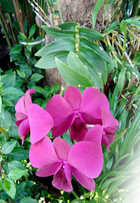 Close-up of pink flowering plant