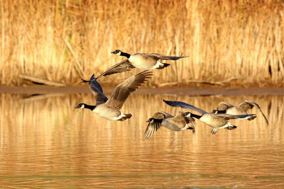 Seagulls flying over lake